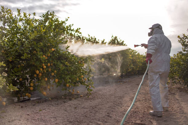 Best Ant Control Services  in Rockwood, TN