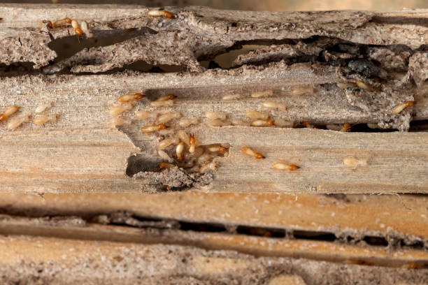 Best Wildlife Control Services  in Rockwood, TN